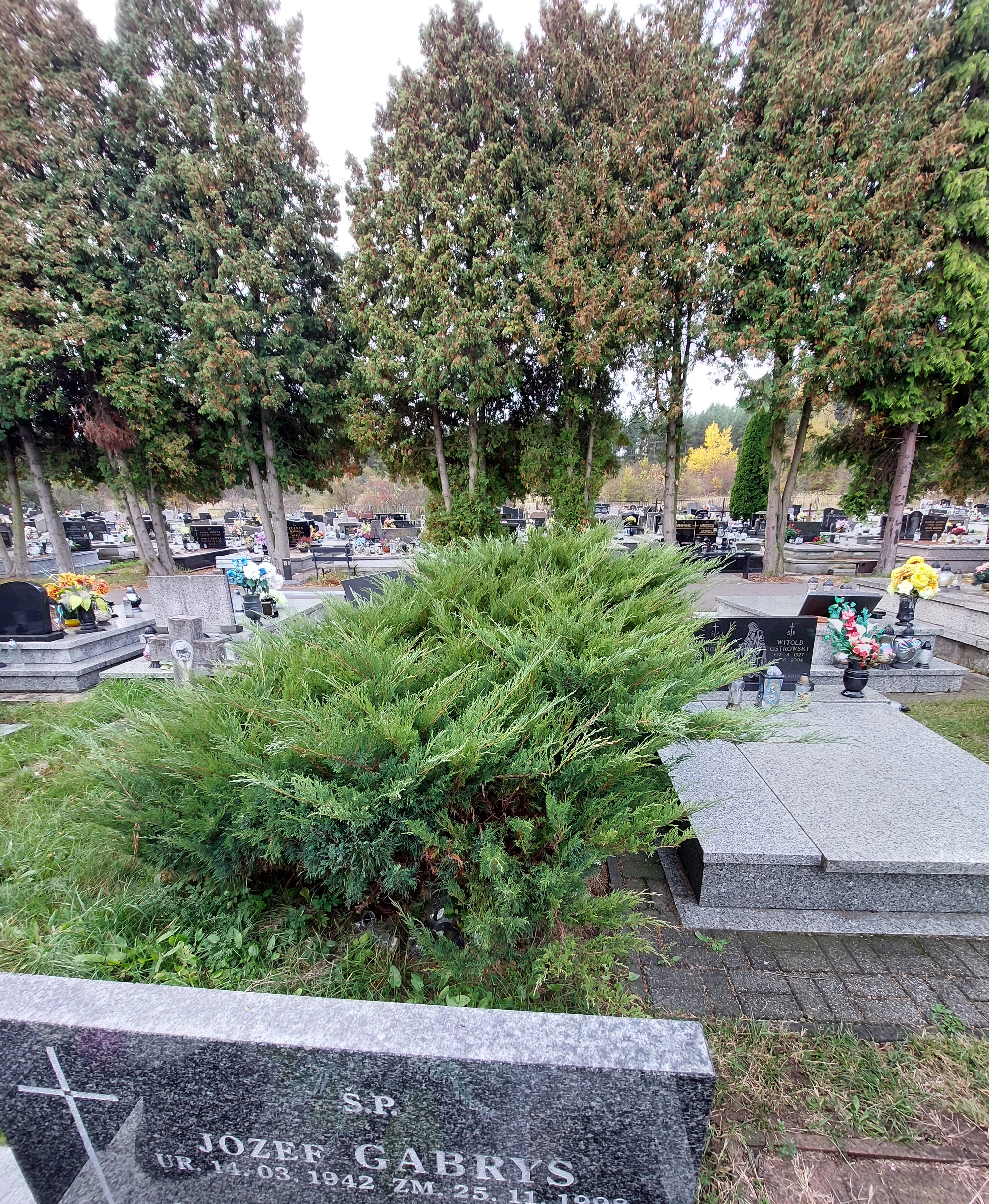 Maria Buczek 1879 Jaworzno - Grobonet - Wyszukiwarka osób pochowanych